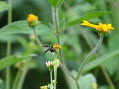 Polybia plebeja