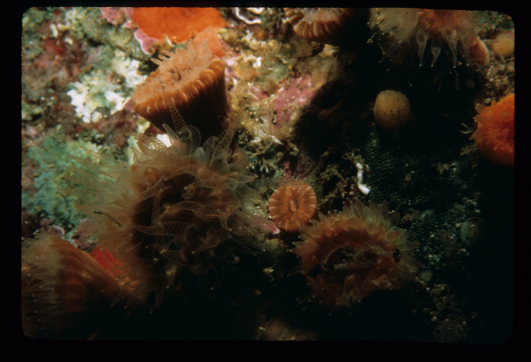 Caryophyllia alaskensis