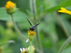 Polybia plebeja