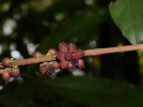 Piparea multiflora observed 2025-02-09