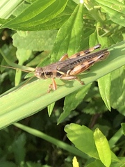 Melanoplus keeleri