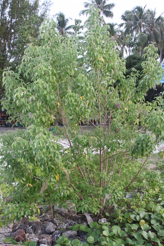 Image of Vitex bicolor by (c) Fabian Brambach, some rights reserved (CC BY)