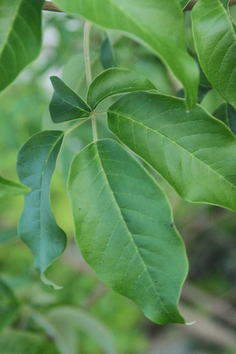 Image of Vitex bicolor by (c) Fabian Brambach, some rights reserved (CC BY)