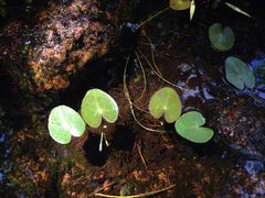 Nymphoides cordata