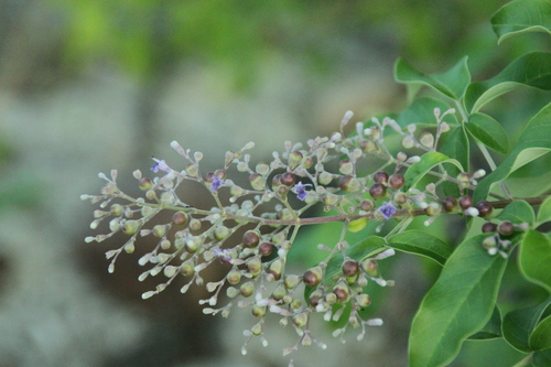 Image of Vitex bicolor by (c) Fabian Brambach, some rights reserved (CC BY)