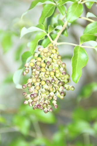 Image of Vitex bicolor by (c) Fabian Brambach, some rights reserved (CC BY)