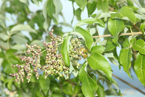 Image of Vitex bicolor by (c) Fabian Brambach, some rights reserved (CC BY)