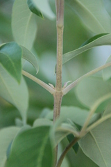 Vitex bicolor, photograph Fabian Brambach, CC BY, iNaturalist via GBIF