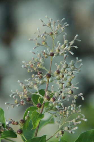 Image of Vitex bicolor by (c) Fabian Brambach, some rights reserved (CC BY)