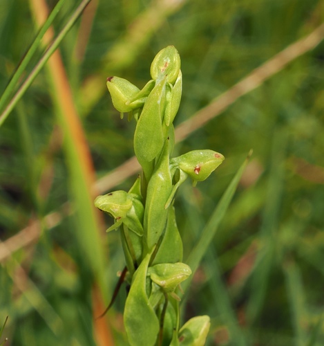 Image of Habenaria laevigata by (c) desertnaturalist, some rights reserved (CC BY)