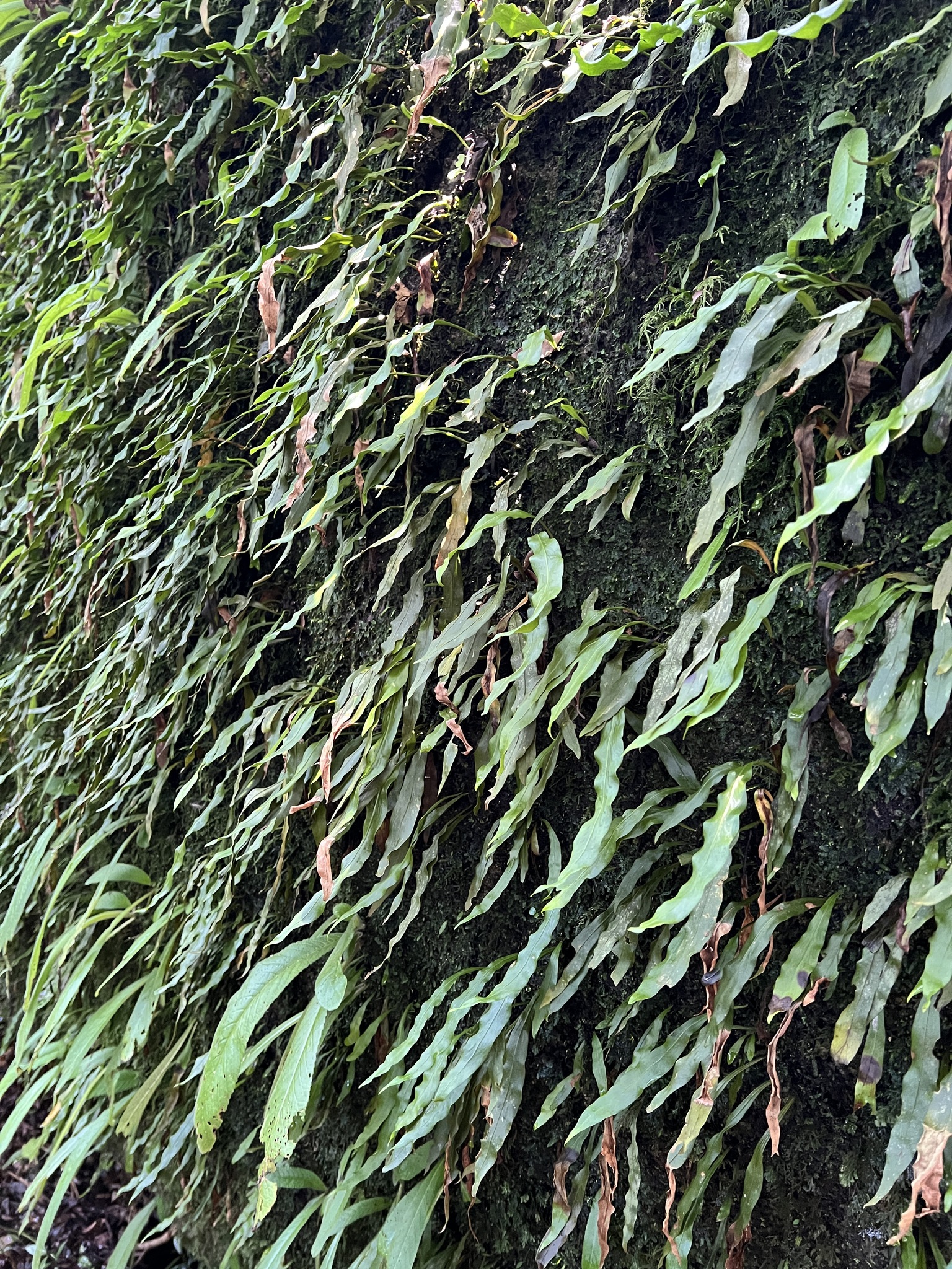 Imagem de Samambaia-preta