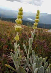 Sideritis taurica