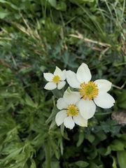 Anemonastrum zephyrum