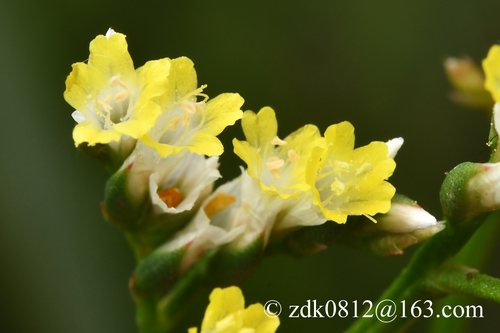 Limonium sinense iNat (3)