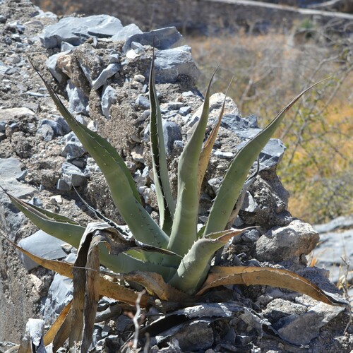 Foto de Agave-brava