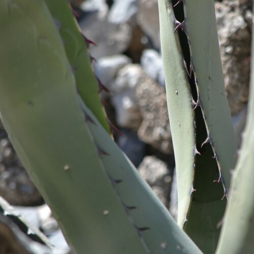 Foto de Agave-brava