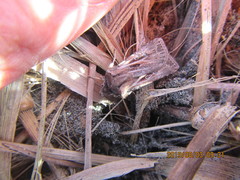 Agrotis innominata