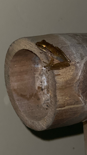 Polypedates leucomystax