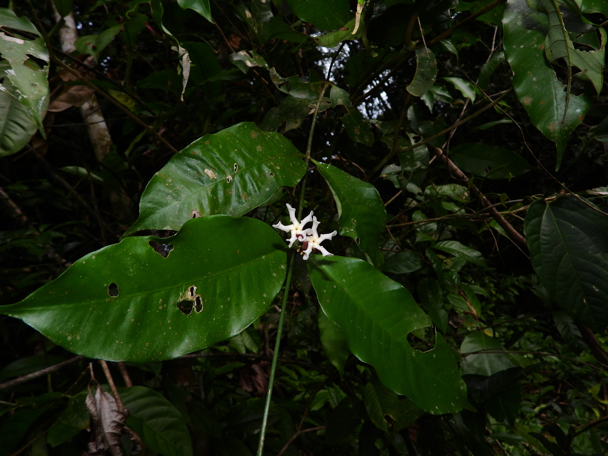 Imagem de Jasmim-do-igapó