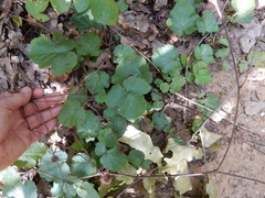 Geum canadense texanum