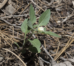 Leucophysalis nana