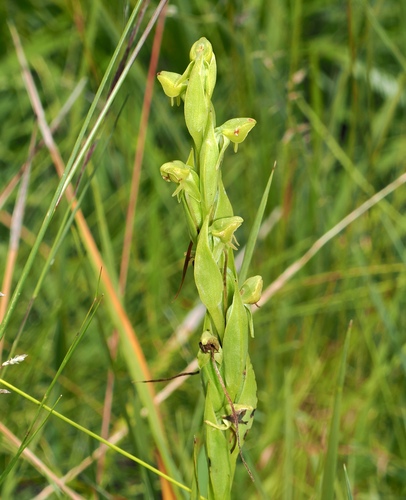 Image of Habenaria laevigata by (c) desertnaturalist, some rights reserved (CC BY)