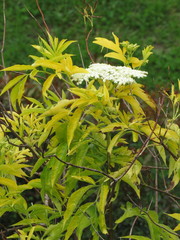 Sambucus peruviana