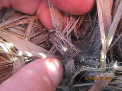Agrotis innominata
