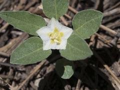 Leucophysalis nana