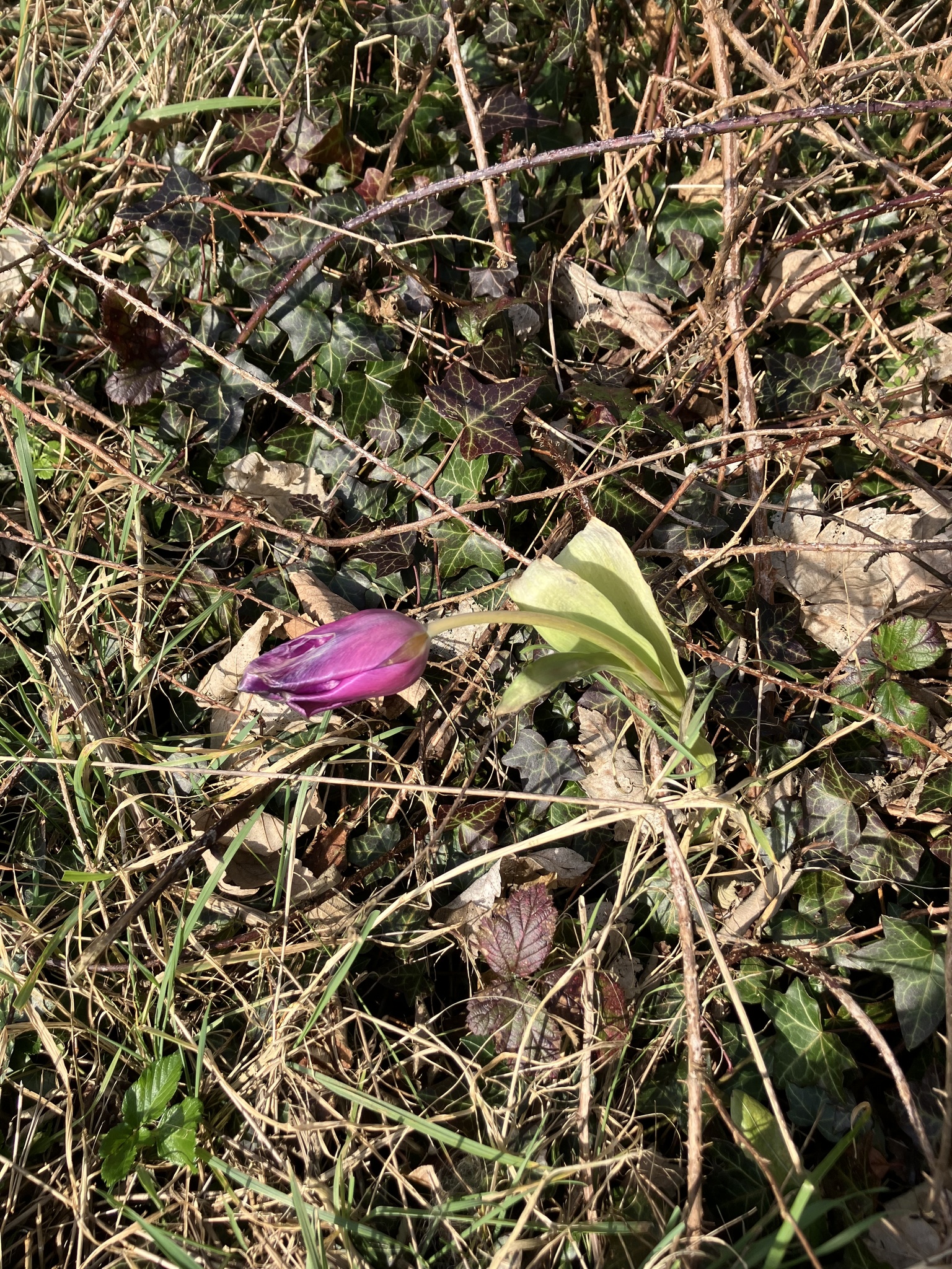 Imagem de Tulipa