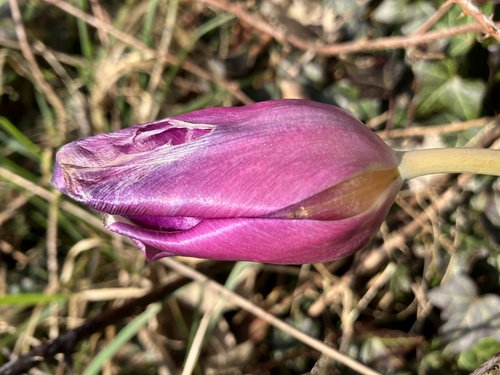 Foto de Tulipa
