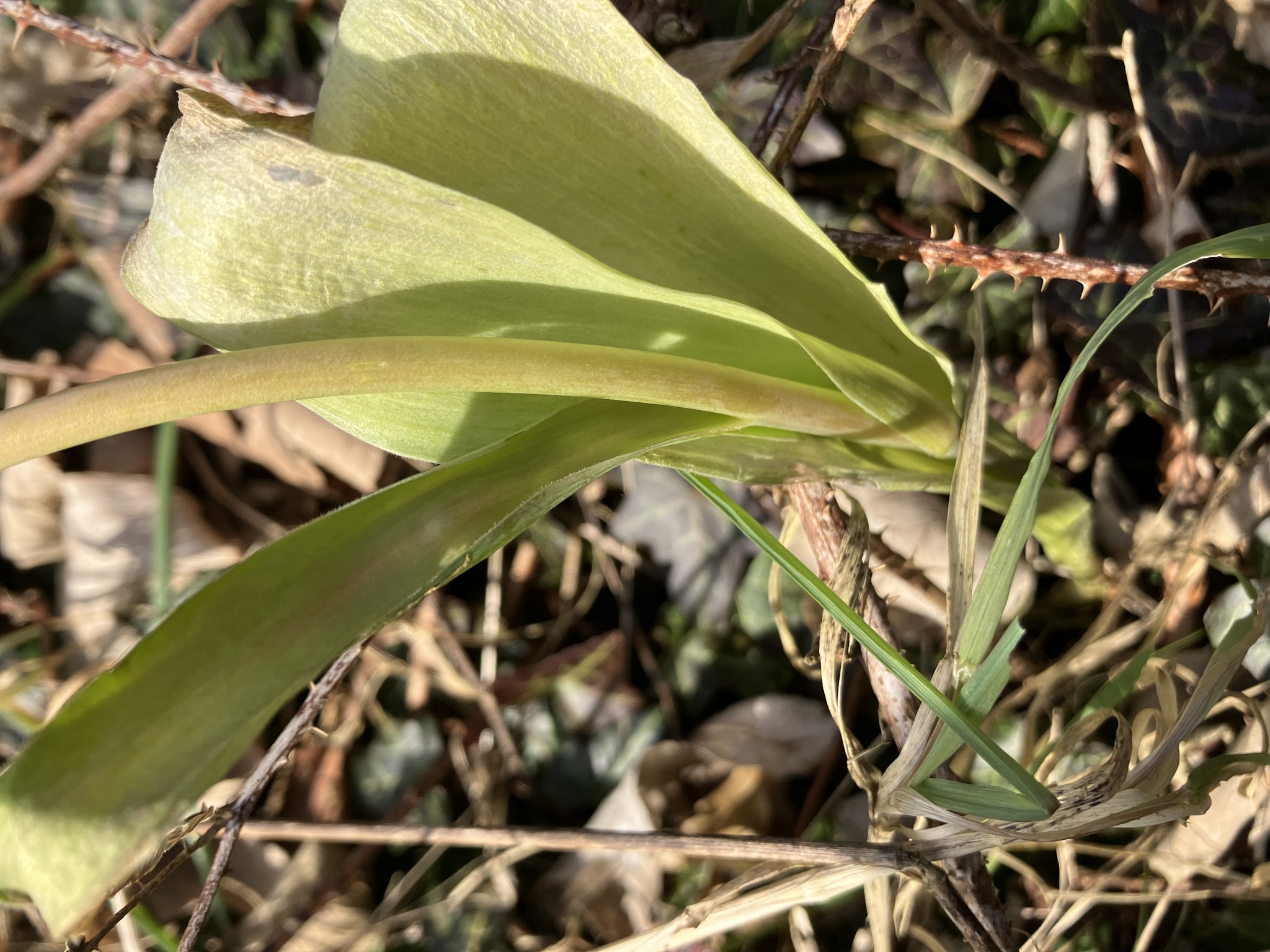 Imagem de Tulipa