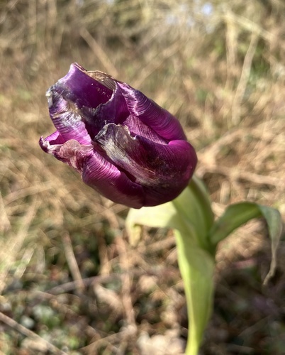Foto de Tulipa