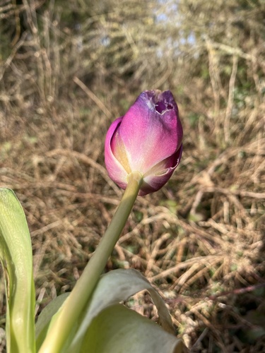 Foto de Tulipa