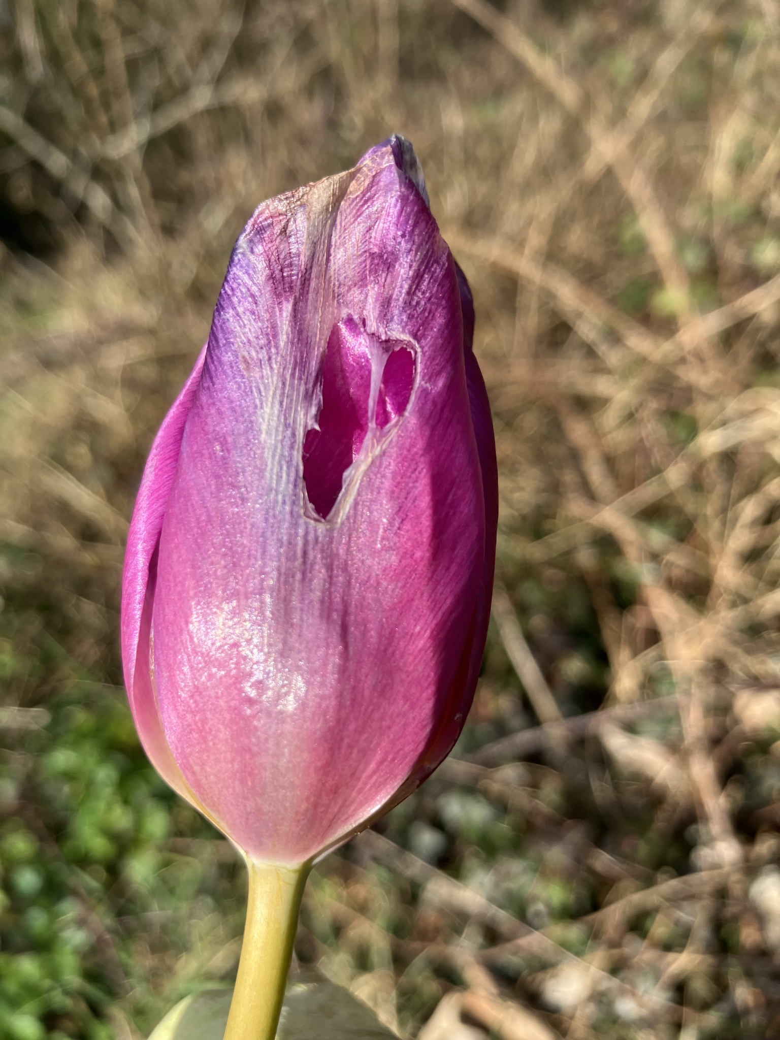 Imagem de Tulipa