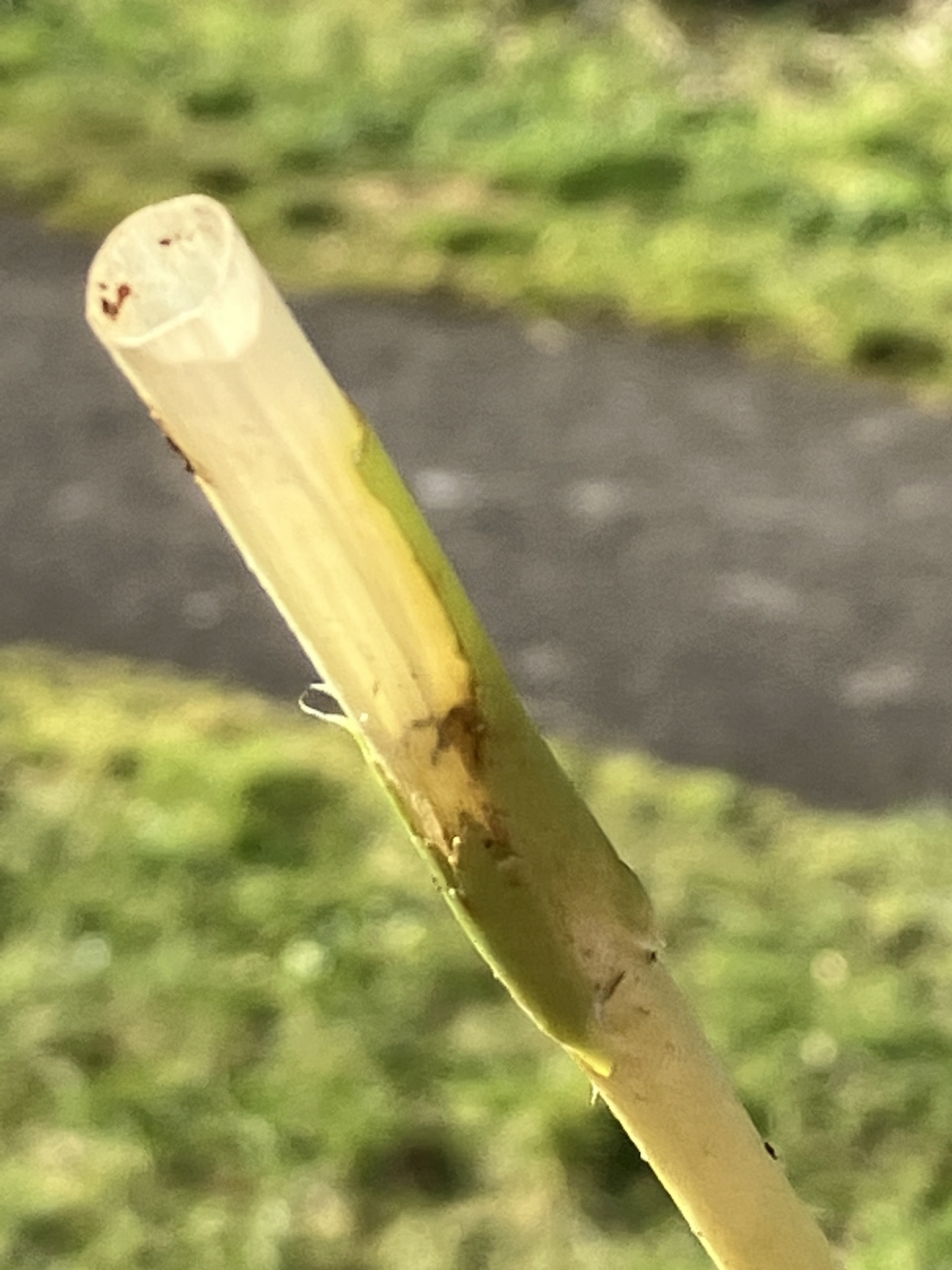 Imagem de Tulipa