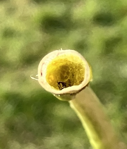 Foto de Tulipa