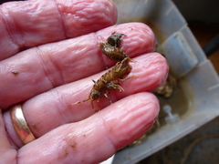 Synidotea laticauda
