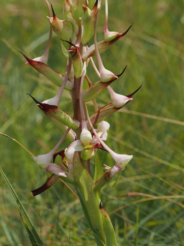 Image of Disa cooperi by (c) desertnaturalist, some rights reserved (CC BY)