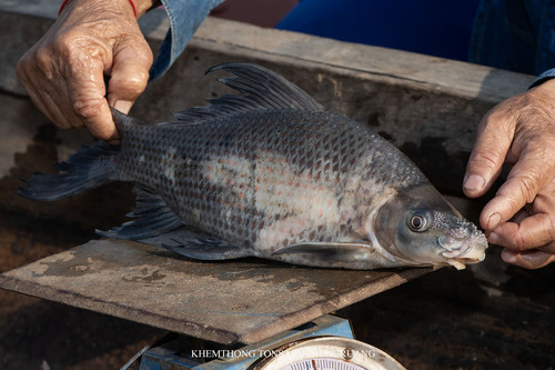 Black labeo (Labeo chrysophekadion) — Cyprinidae