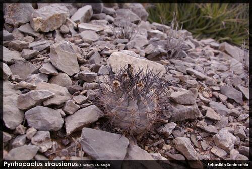 Eriosyce villicumensis