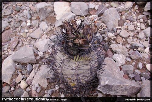 Eriosyce villicumensis
