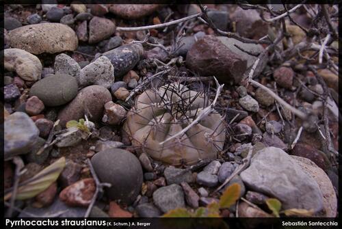 Eriosyce villicumensis