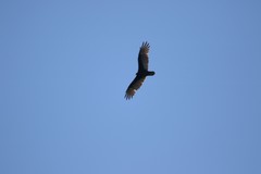 Cathartes aura image