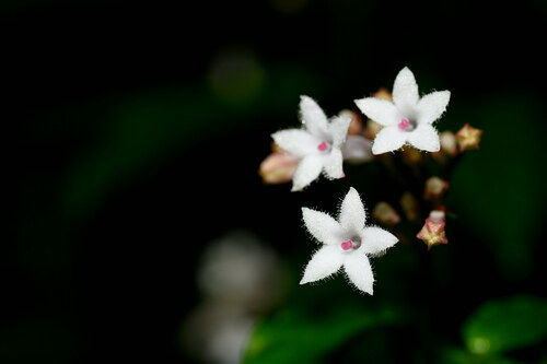 Ophiorrhiza japonica iNat (1)