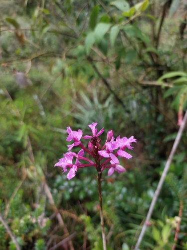Image of Epidendrum jamiesonis by (c) Rafaella Cevallos Larrea, some rights reserved (CC BY)