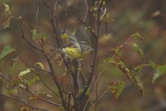 Setophaga magnolia image