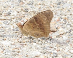 Junonia nigrosuffusa