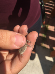 Sceloporus occidentalis