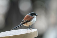 Burmese Shrike photo 5